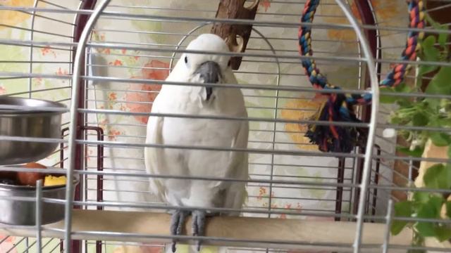 Появление в доме попугая. смотреть онлайн