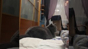 Как приучить котенка к рукам / КОШКИН ДОМ