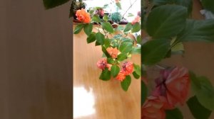 Бальзамин уход в домашних условиях