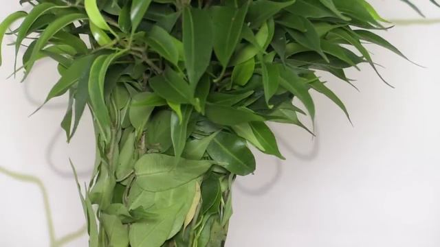 Ficus benjamina "Natasja" смотреть онлайн