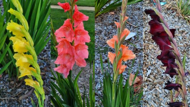 Fun Calming Music For All Ages #16 смотреть онлайн