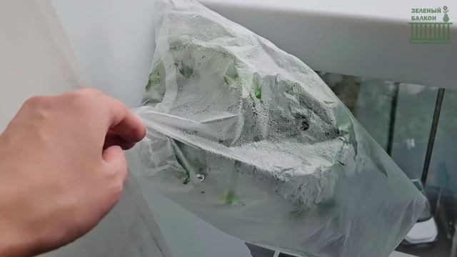 ВСЕ МОИ СУПЕР ПЫШНЫЕ ФИКУСЫ/ Исцелила и вырастила? / ДО и ПОСЛЕ /  Nezabud'ka/ Екатерина Незабудка
