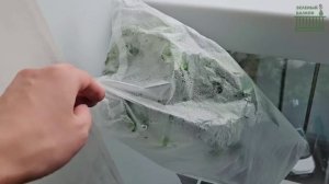 ВСЕ МОИ СУПЕР ПЫШНЫЕ ФИКУСЫ/ Исцелила и вырастила? / ДО и ПОСЛЕ / Nezabud'ka/ Екатерина Незабудка