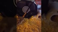 Hamster 8inch Wheel ~6.8.2020