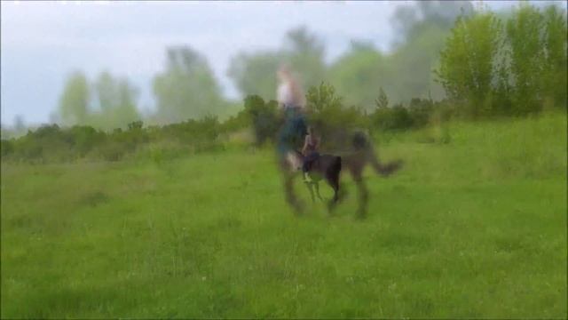 Девушка в галопе на гнедой лошади смотреть онлайн