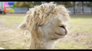 Звуки Животных. Дикие и Домашние Животные Кошка, собака, слон, корова, жираф, овечка, зебра, лев