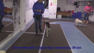 Занятие в группе по дрессировке (курс Начальное послушание). Тольятти, 20 декабря 2021.