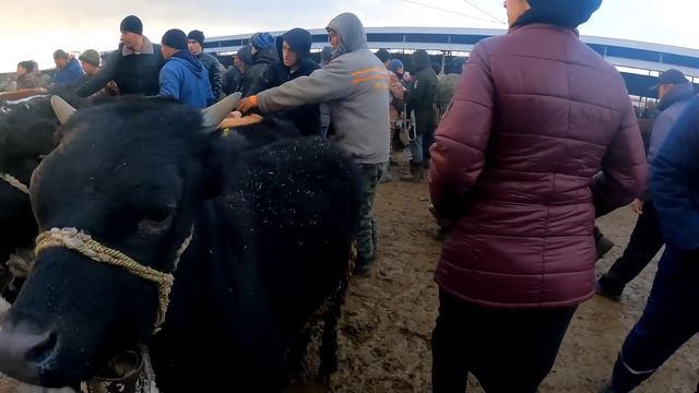 ТАРАЗ МАЛ БАЗАРЫ 08.01.2023 МҮЙІЗДІ ІРІ ҚАРА БАҒАЛАРЫ /БАЗАР КЗ