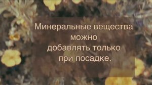 7 причин посадить у себя в ландшафте ЛАПЧАТКУ . Почему она хороша лапчатка. #лапчатка #ландшафт