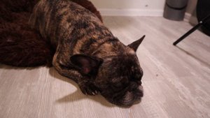 Как себя ведёт ФРАНЦУЗСКИЙ БУЛЬДОГ в квартире