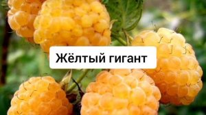 САМЫЕ ПОПУЛЯРНЫЕ СОРТА МАЛИНЫ