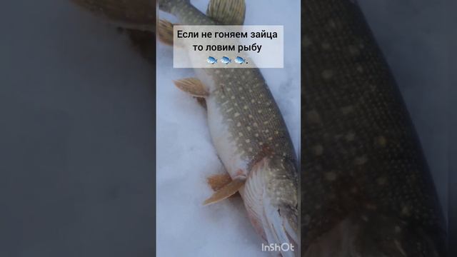 Если не гоняем зайца то ловим рыбу 🐟 🐟 🐟.