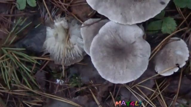 Ложная рядовка серая в лесу. Как распознать. смотреть онлайн