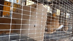 Крольчата выщипывают пух, шерсть друг у друга