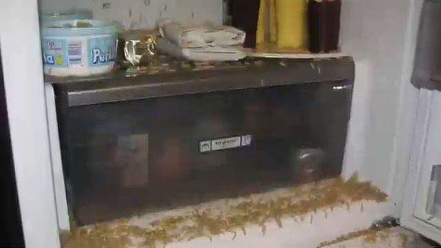 Силиконовый мотыль и опарыш, который ловит всю рыбу. Тестируем продукцию Shizukana Kawa смотреть онлайн