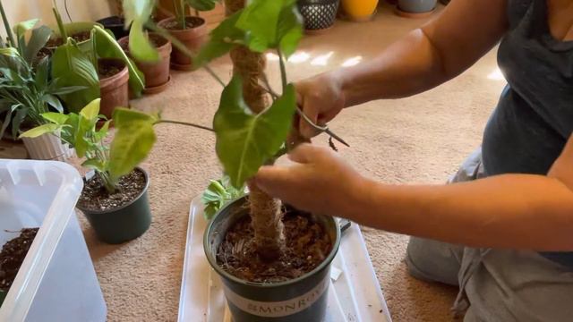 How To Propagate Syngonium White Butterfly