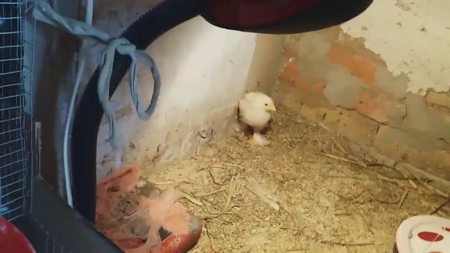 ✔ Бункерная кормушка, поилка, цыплятам 3 недели. Чем кормлю// жизнь одесситов в деревне смотреть онлайн