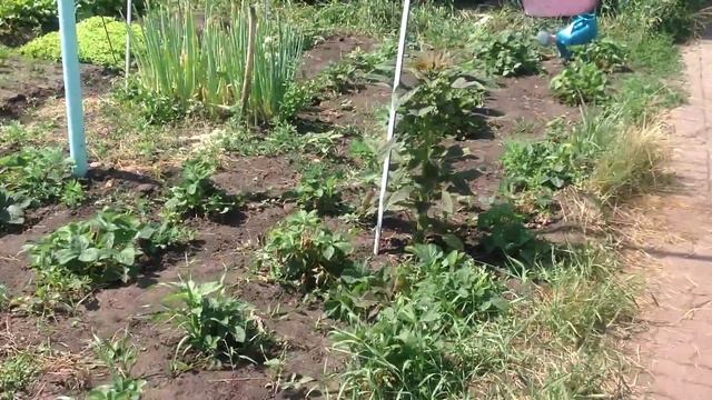 Амарант в клубнике 3 смотреть онлайн