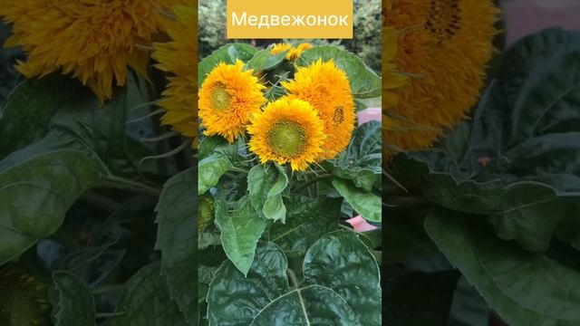 Декоративный подсолнечник Медвежонок#shorts