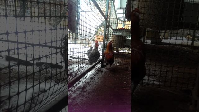 Араукан 05.11.2016 смотреть онлайн