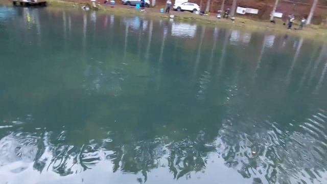 Прудовая форель/ Участие команды "MXFishing" в соревновании/ Trout Area, конец ноября смотреть онлайн