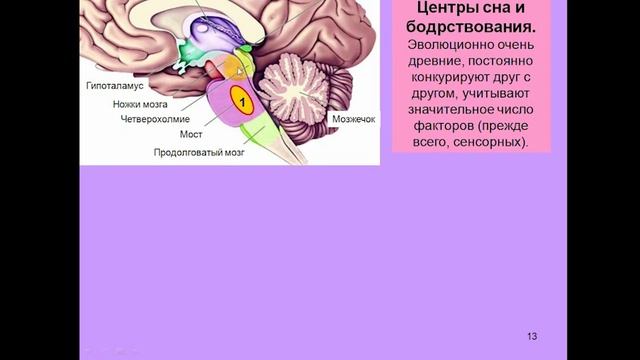 Лекции про мозг. Дубынин мозг и потребности. Мозг человека Дубынин.