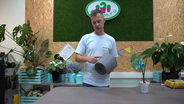 Как котики победили плоскоземельщиков и пересадка Алоказии смотреть онлайн