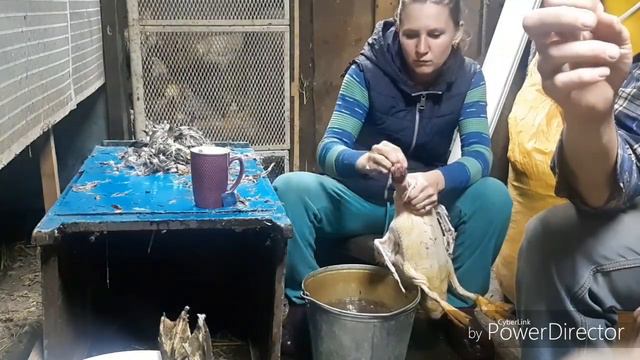 ПЕРВЫЙ ЗАБОЙ ПТИЦЫ! смотреть онлайн