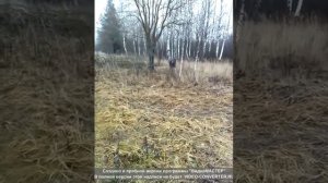 охота на лису. с гончими