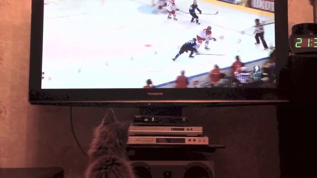 Котёнок Мейн-кун болельщик хоккея смотреть онлайн