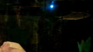 Макропод и другие аквариумные рыбки