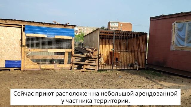 Обзор приюта для бездомных животных "Шанс" смотреть онлайн