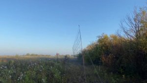 Ловля овсянок ремезов, крошек на орнитологические сети!