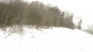 Удачная охота на зайца и лису с КУРЦХААРОМ (Альта)