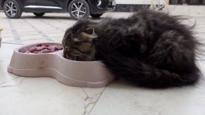 Маленькой девочке подарили котенка, А ее мама выкинула котенка на улицу.