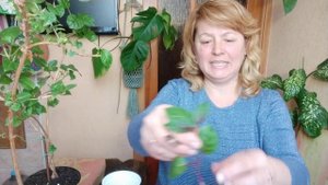 Фуксия черенкование самый лучший вариант.