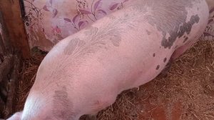 ?Наша Нюша беремена♂️♀️? Ждём потомство ‼️