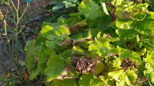 Как сохранить Герань зимой, которая росла в открытом грунте