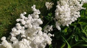 Лабазник Флоре Плена  (Flore Plena).