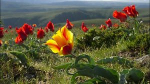 Киргизия.Прекрасное видео.Ущелья Тянь-шаня