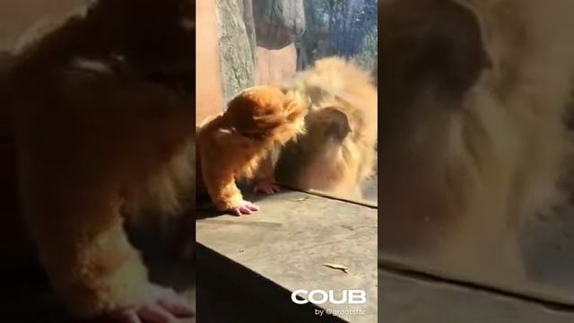 Король Лев Вернулся. Прикольно. Хаха. Детки-Конфетки. смотреть онлайн