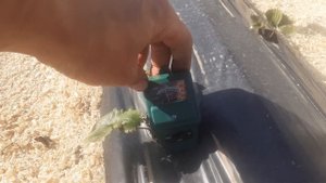 PH тестер для грунта. Кислотность для клубники