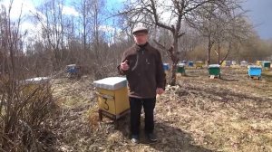 Как ускорить развитие пчелосемей весной.  Активное размножение.
