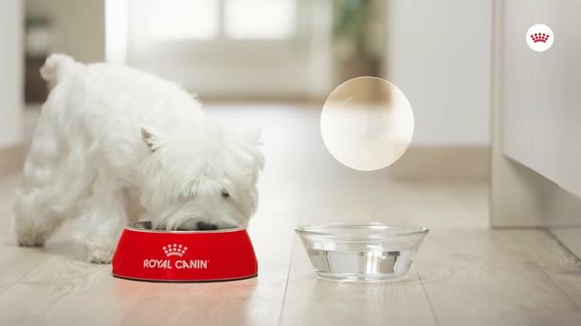 ROYAL CANIN® Sterilised Care: It's time to satisfy your dog's hunger смотреть онлайн