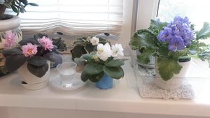 Фиалки в Жару! КАК ЗАЩИТИТЬ? На подоконнике, на стелаже и в комнате.