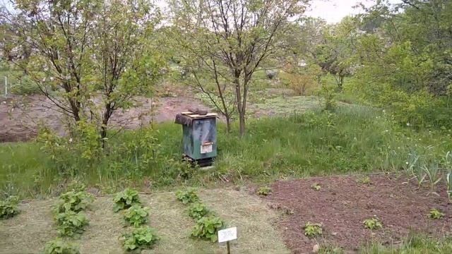 Пчёлы и соседи на даче смотреть онлайн