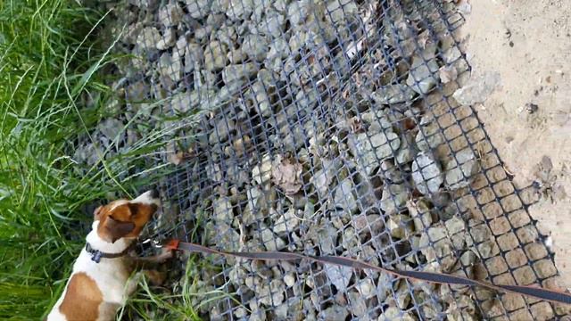 ДЖЕК РАССЕЛ ЧЕСТЕР НА РЕКЕ КОТЛОВКА смотреть онлайн