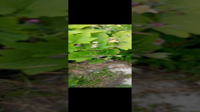 Арбузный обман 13.08.24г.