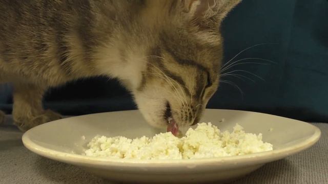 Cat eats cottage cheese ASMR | Animals ASMR #103 смотреть онлайн