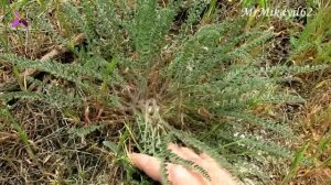 Астрагал - Чудо-растение. Естественный путь к укреплению иммунной системы